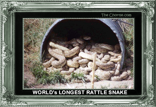 World's longest rattle snake