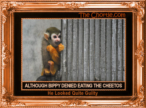 Although Bippy denied eating the Cheetos, he looked quite guilty