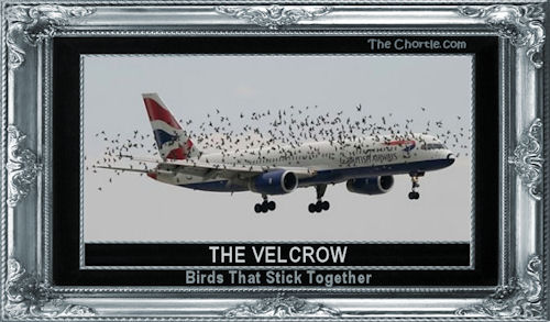 The velcrow - birds that stick together