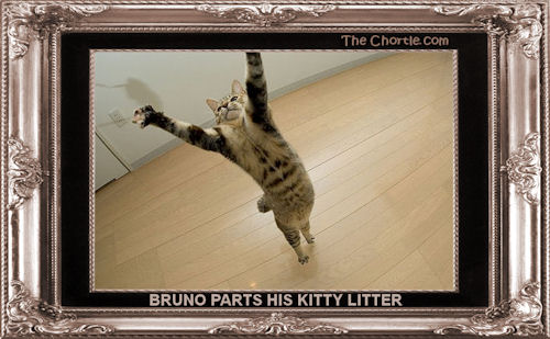 Bruno parts his kitty litter
