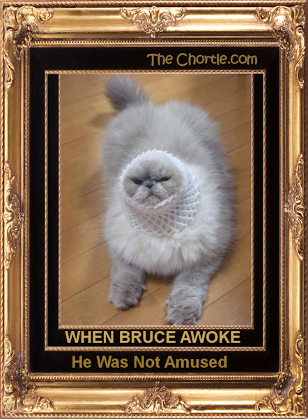 When Bruce awoke, he was not amused