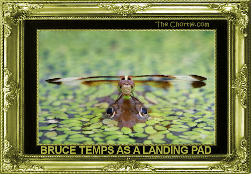 Bruce temps as a landing pad