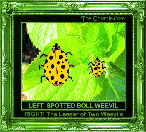 Left: Spotted boll weevil. RIGHT: The lesser of two weevils.
