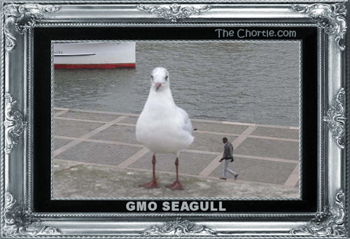 GMO Seagull