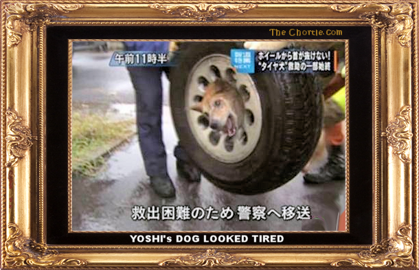 Yoshi's dog looked tired