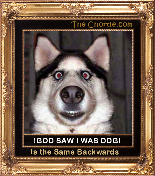! God Saw I Was Dog !