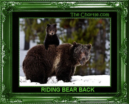 Riding bear back