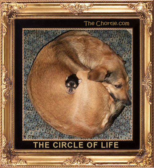 The circle of life