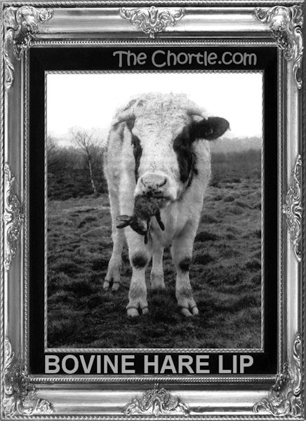 Bovine hare lip