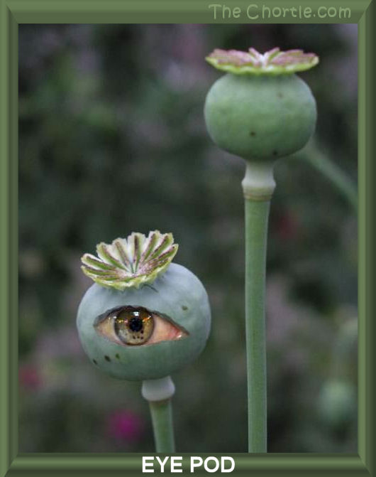 Eye Pod
