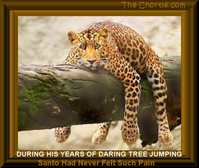 During his years of daring tree jumping, Santo had never felt such pain. 