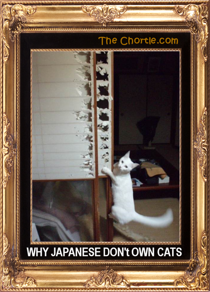Why Japanese don't own cats