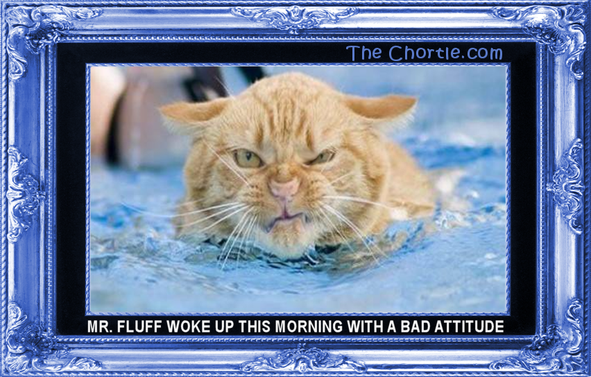 Mr. Fluff woke up this morning with a bad attitude.