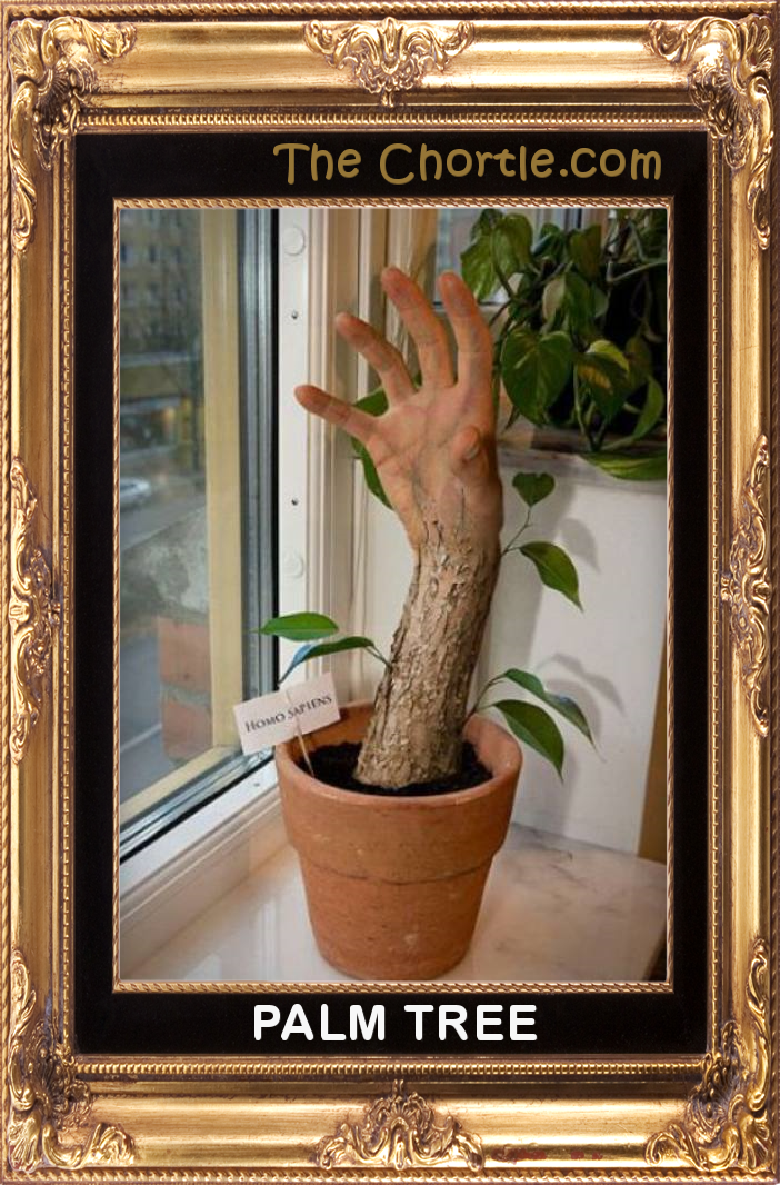 Palm tree.