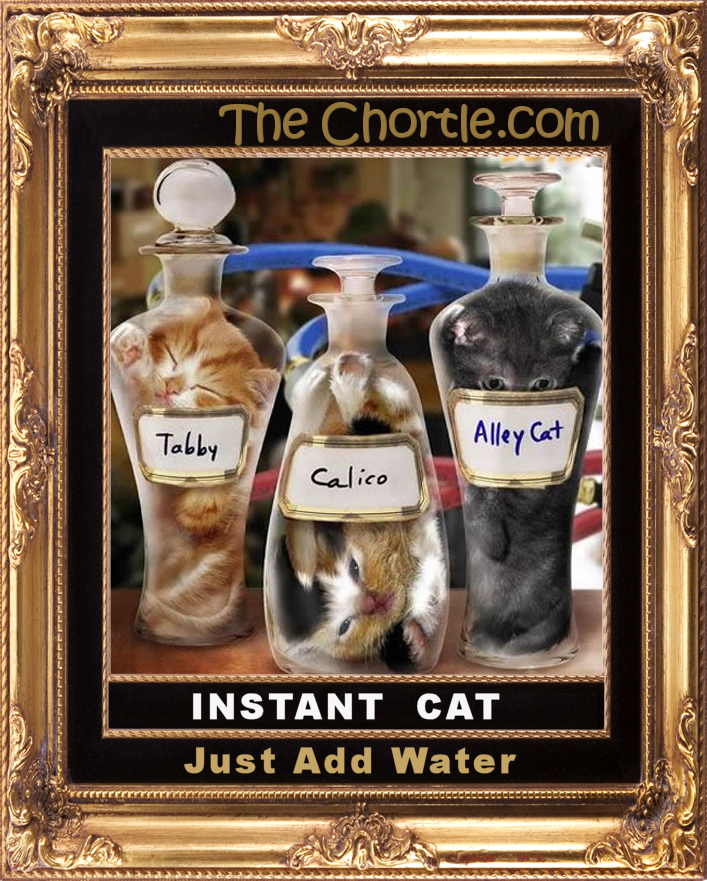 Instant cat.  Just add water.