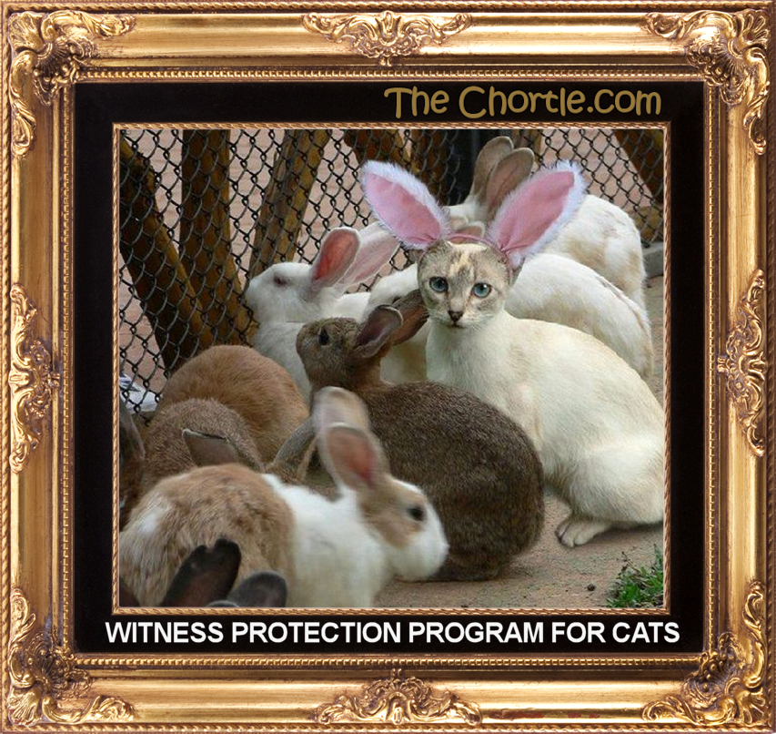 Witness protection program for cats.