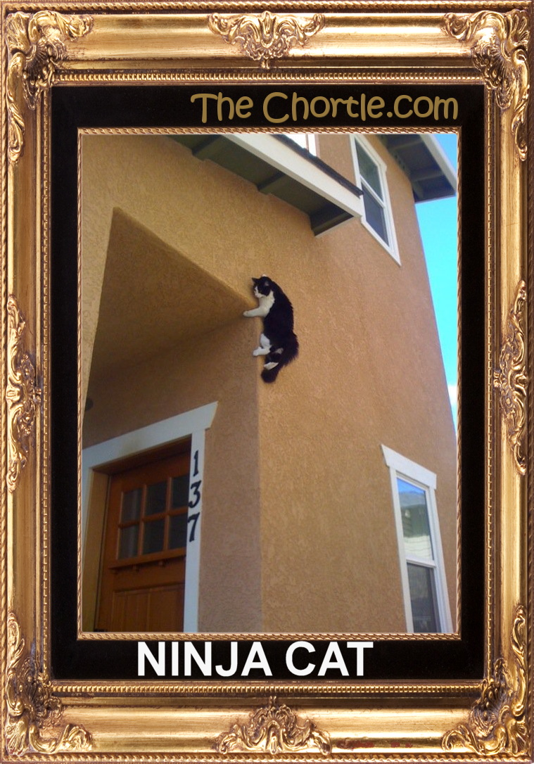 Ninja cat