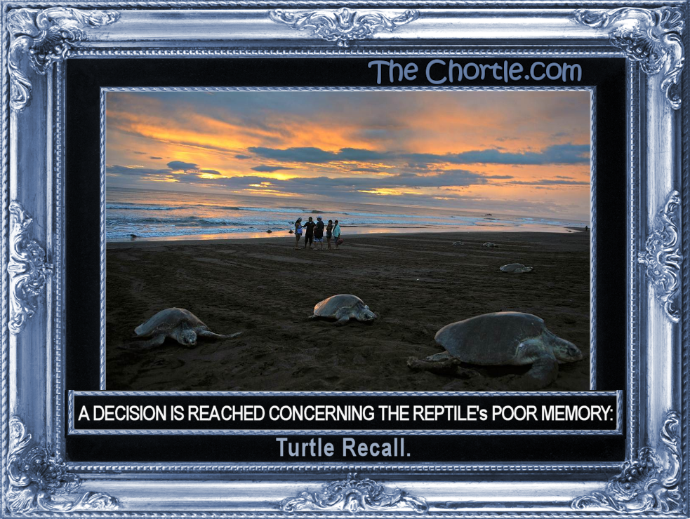 A decision is reached concerning the reptile's poor memory: turtle recall