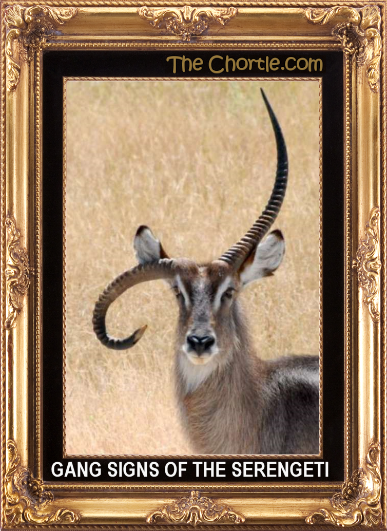 Gang signs of the Serengeti